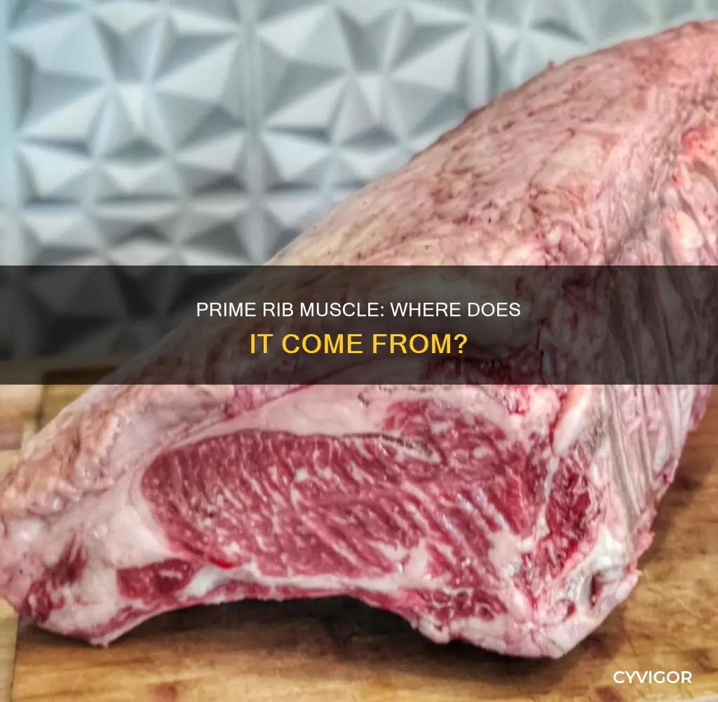 what muscle is prime rib