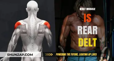 The Rear Delt Muscle: Unsung Hero of Shoulders