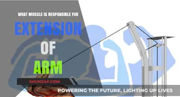 Triceps Brachii: The Key Muscle for Arm Extension Explained