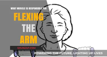 Understanding the Biceps: Key Muscle for Arm Flexion Explained