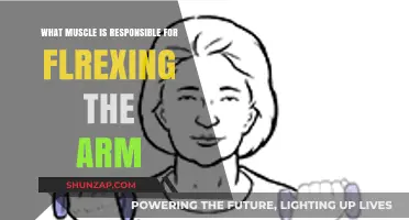 Understanding the Biceps: Key Muscle for Arm Flexion Explained