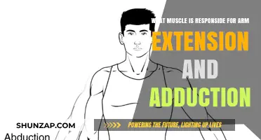 Muscles Driving Arm Extension and Adduction: A Comprehensive Guide