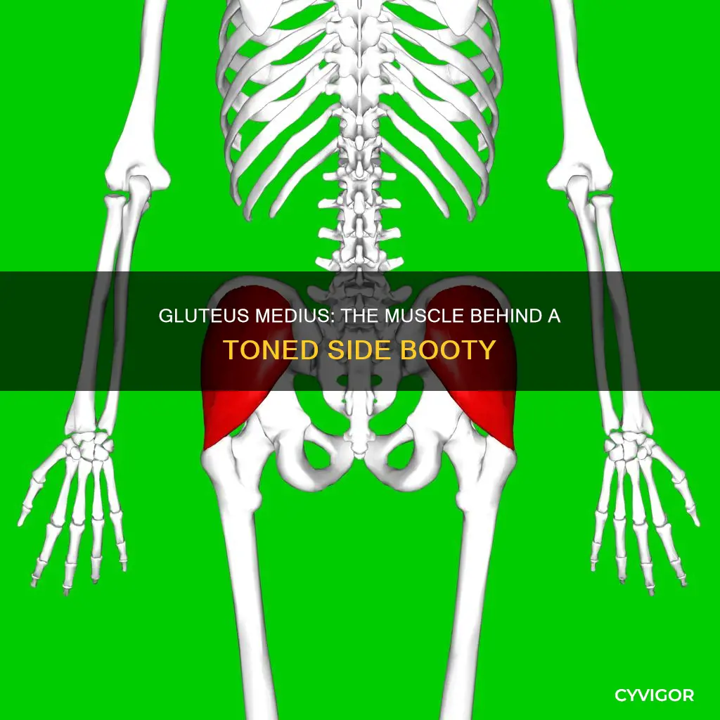 what muscle is side booty