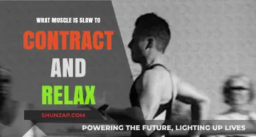 Understanding Slow-Twitch Muscles: Contraction and Relaxation Explained