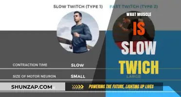 Slow-Twitch Muscle Fibers: The Ultimate Endurance Powerhouses