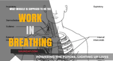Breathing Mechanics: The Primary Muscles Driving Respiratory Effort Explained