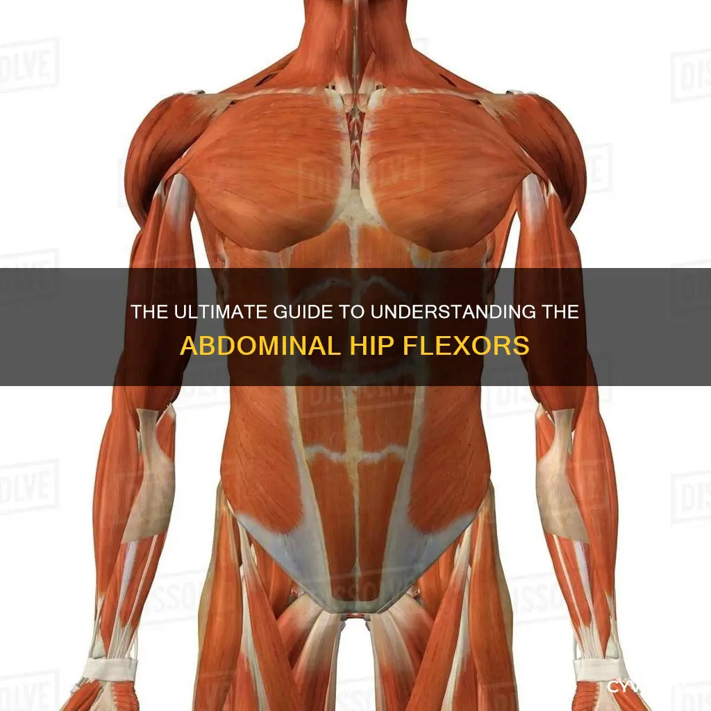 what muscle is the abh