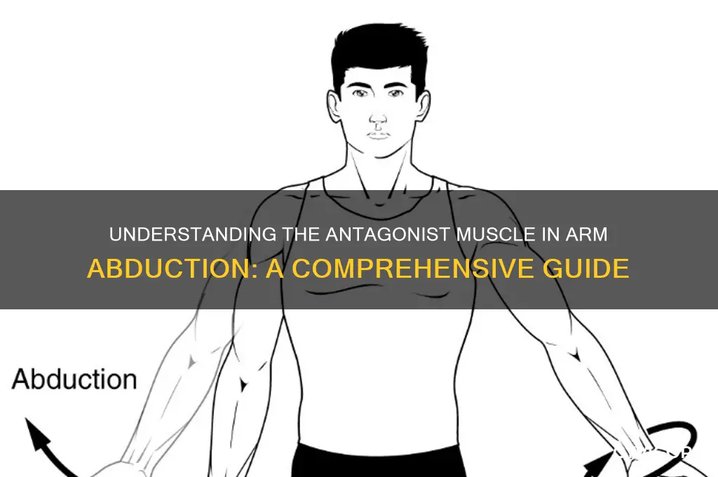 what muscle is the antagonist of arm abduction