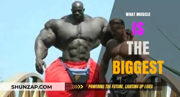 The Largest Muscle in the Human Body