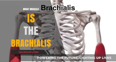 The Brachialis Muscle: A Powerful Forearm Flexor