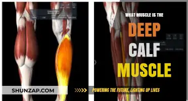 Exploring the Deep Calf Muscle: Anatomy and Function