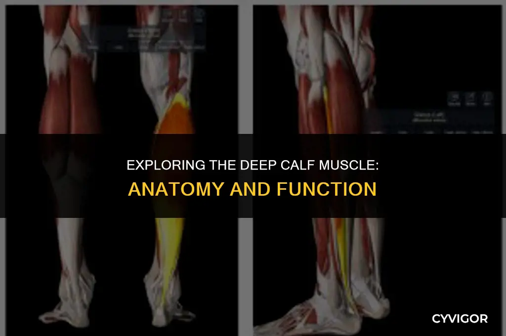 what muscle is the deep calf muscle