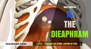 The Diaphragm: A Powerful Muscle for Breathing