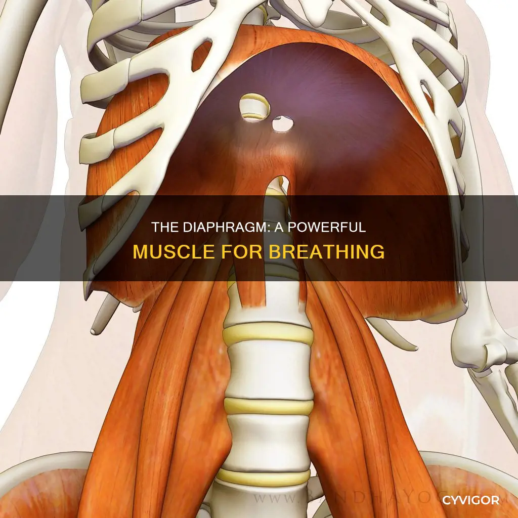 what muscle is the dieaphram