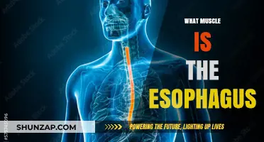 Esophagus Muscles: Understanding Their Function and Anatomy