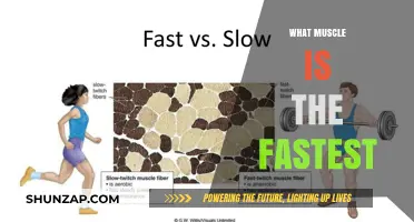 Exploring the Body's Fastest-Twitching Muscle Fibers