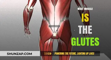 Gluteal Muscles: Understanding the Anatomy of Your Buttocks