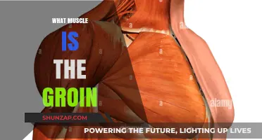 Understanding the Groin: Exploring the Adductor Muscle Group