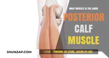 Unveiling the Powerhouse: The Mighty Gastrocnemius Muscle