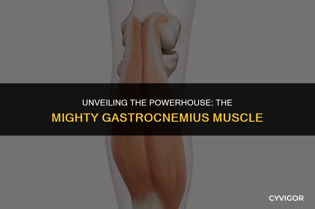 what muscle is the large posterior calf muscle