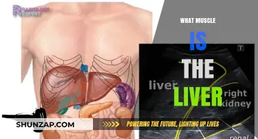 The Liver: A Hard-Working Muscle or an Organ?