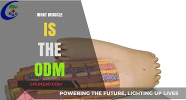 Origin, Insertion, and Actions of the Deltoid Muscle