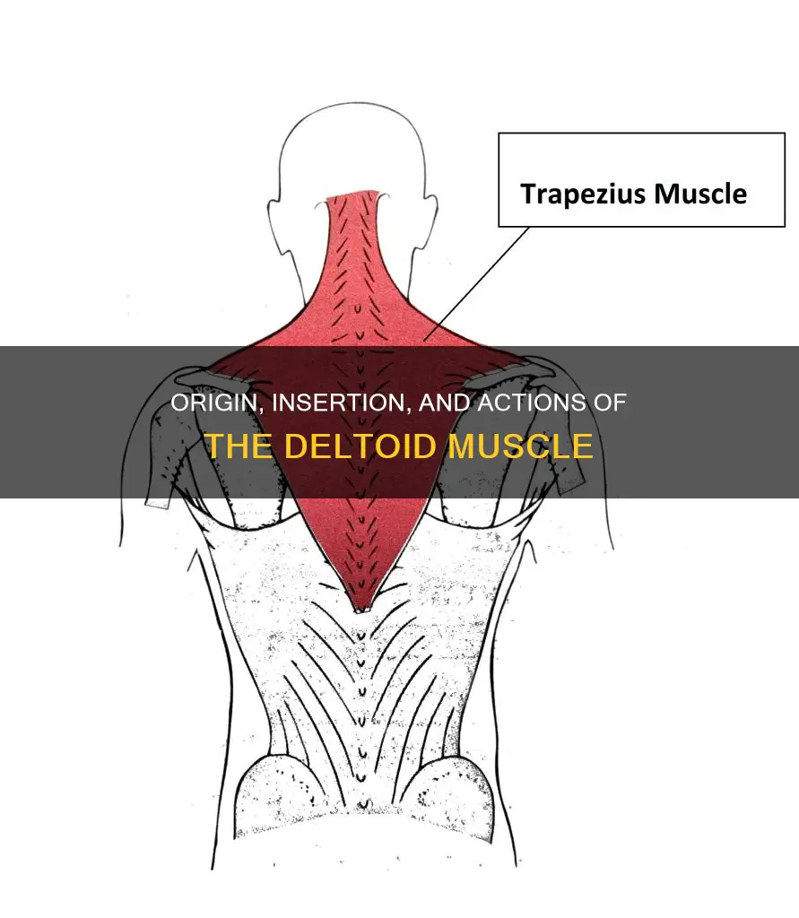what muscle is the odm