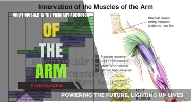 Primary Abductor of the Arm: Understanding the Key Muscle