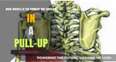 Mastering Pull-Ups: The Latissimus Dorsi Muscle Takes Center Stage