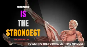 The Strongest Muscle: Unlocking the Body's Powerhouses