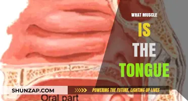 Tongue: A Strong Muscle with Eight Functions
