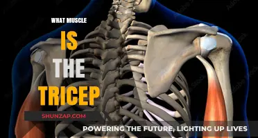 Understanding the Tricep Muscle and Its Function