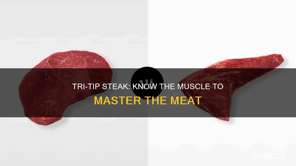what muscle is tri tip