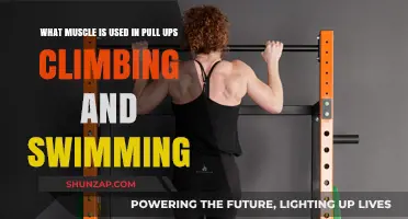Key Muscles for Pull-Ups, Climbing, and Swimming: A Comprehensive Guide