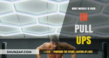 Mastering Pull-Ups: Key Muscles Engaged in This Powerful Exercise