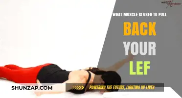 Muscles Responsible for Pulling Back Your Left Limb: A Detailed Guide