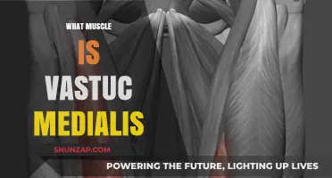 The Vastus Medialis Muscle: A Powerful Knee Stabilizer