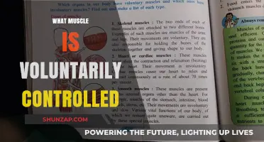 Voluntary Muscles: Mindful Control and Flexibility
