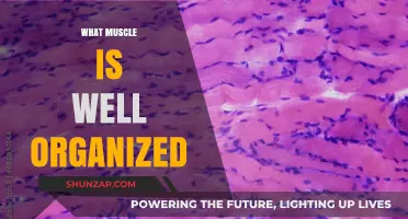The Intricate Organization of Muscles