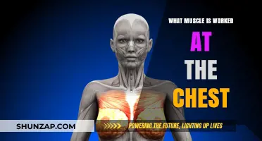 Unveiling the Primary Muscles Targeted During Chest Workouts