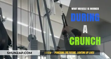 Crunches Target: Unveiling the Primary Muscles Engaged in This Core Exercise