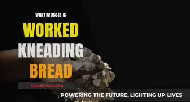 Kneading Bread: Unveiling the Surprising Muscles at Work in Baking