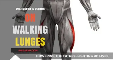 Walking Lunges: Key Muscles Engaged in Every Step Explained