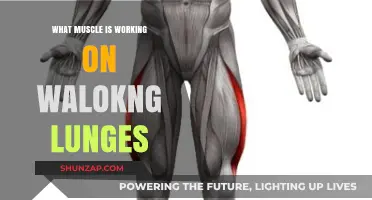 Walking Lunges: Key Muscles Engaged and Benefits Explained