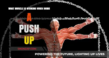 Push-Up Muscles: Unlocking the Key Players in This Classic Exercise