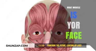 Facial Muscles: The Ultimate Guide to Your Face