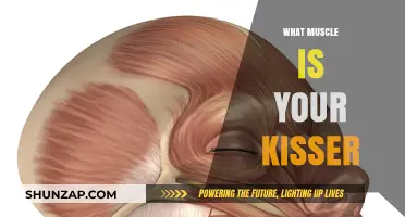 Unlocking the Mystery of the Kissing Muscle