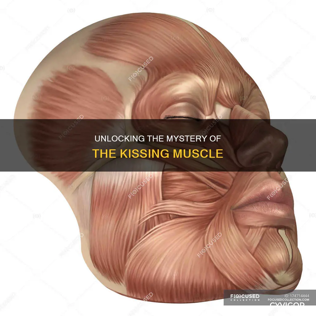 what muscle is your kisser