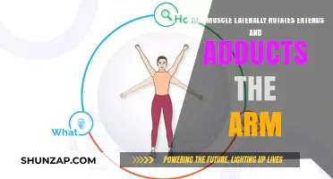 Muscles Behind Arm Lateral Rotation, Extension, and Adduction Explained