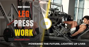 Leg Press Muscles: Targeted Workout Benefits and Techniques Explained
